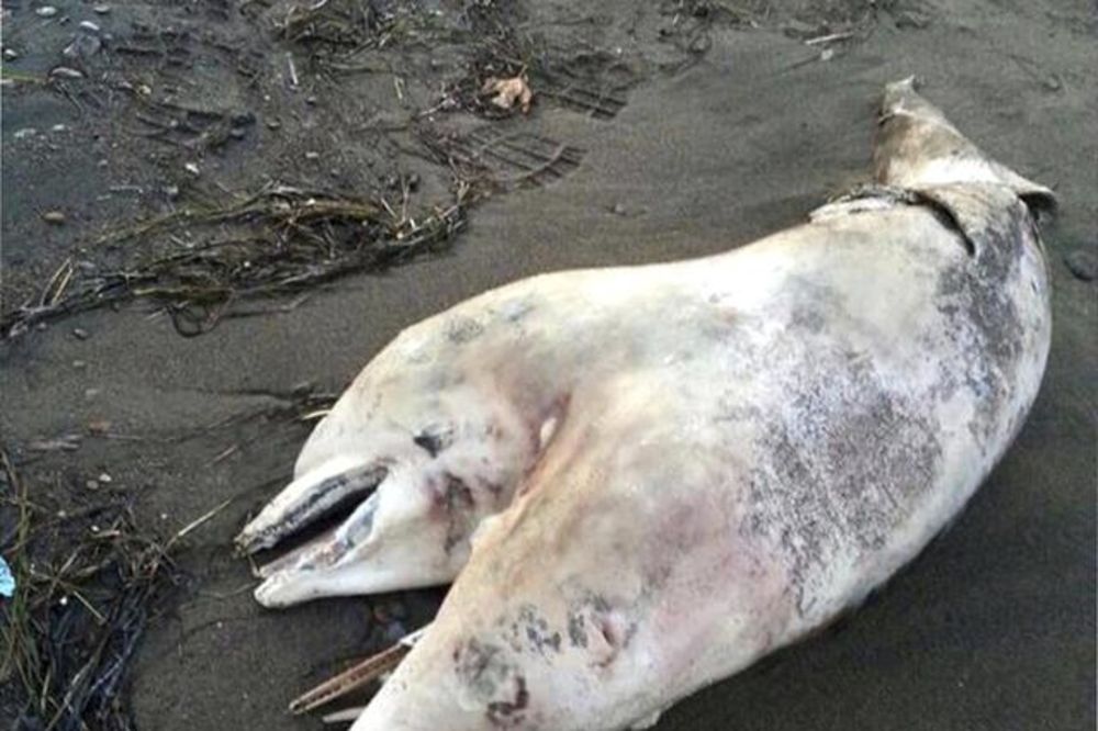 Pronađen dvoglavi delfin na plaži u Turskoj