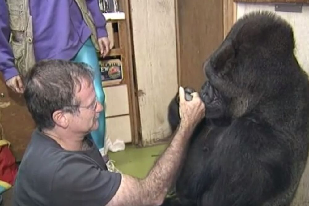POTRESLA SE: Gorilu Koko rasplakala vest o smrti Robina Vilijamsa