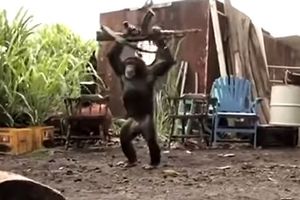 MAJMUNSKA POSLA: Pogledajte šta se desi kada šimpanza uzme kalašnjikov u ruke!