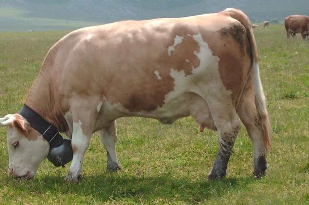 POBUNA: Švajcarski seljaci ne daju zvona sa svojih krava!