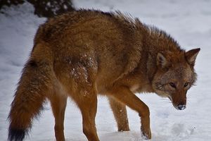 ON VLADA SEVEROISTOKOM AMERIKE: Savršen predator, mešanac kojota i vuka!