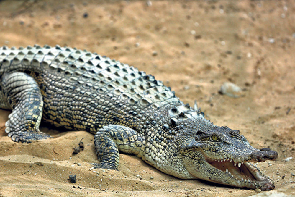 Austrijanka videla krokodila u Dunavu