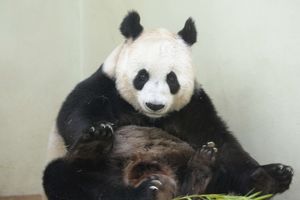 PAMETNICA: Panda lažirala trudnoću kako bi dobila bolju hranu!