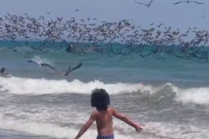(VIDEO) KAO IZ HIČKOKOVOG FILMA: Hiljade ptica odjednom palo sa neba!