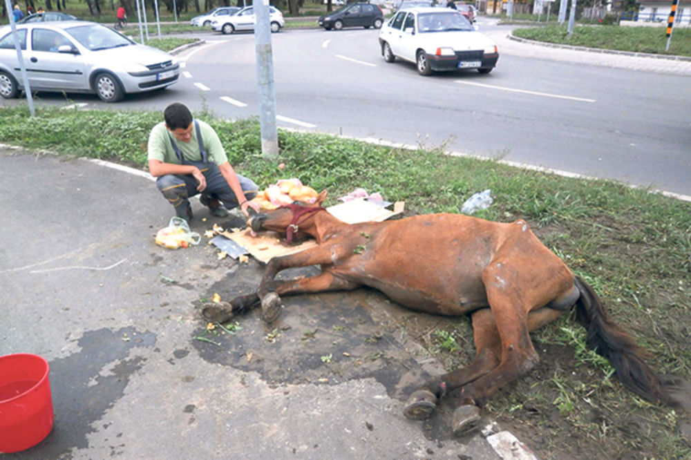 TUGA: Konj pao u centru Novog Sada zbog malaksalosti!