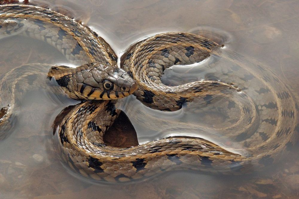 ŠOK USRED NOĆI: U kadi pronašla zmiju dugačku jedan metar!