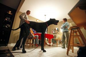 PLAČE CELI SVET: Uginuo Zevs (5), najviši pas na svetu!