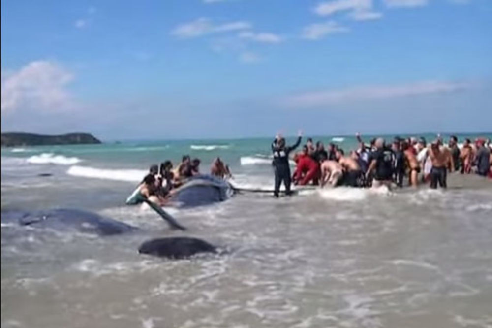 (VIDEO) SPASAVANJE GIGANATA: Gledajte kako su golim rukama gurali nasukane kitova u more!