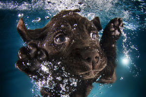 Fotograf učio 1.500 kuca da plivaju: Pogledajte zapanjujuće rezultate