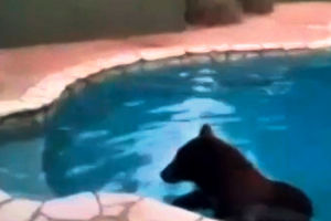 Panika u Kaliforniji: Medved se kupao u bazenu