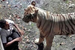 (UZNEMIRUJUĆI VIDEO) UMIRAO U BOLOVIMA: Beli tigar ubio mladića u zoo vrtu u Indiji!