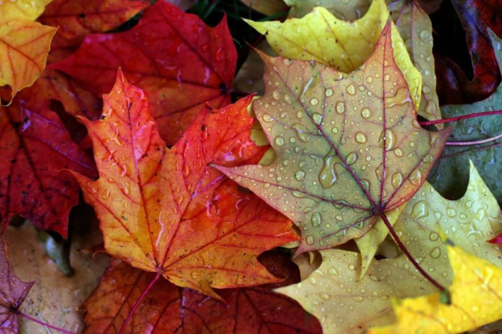 ZBOGOM LETU: Jesen počinje u sredu, na 28 stepeni!