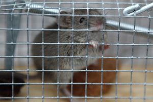 LOŠE FREKVENCIJE: Ljudi mogu da polude od uređaja za teranje miševa!