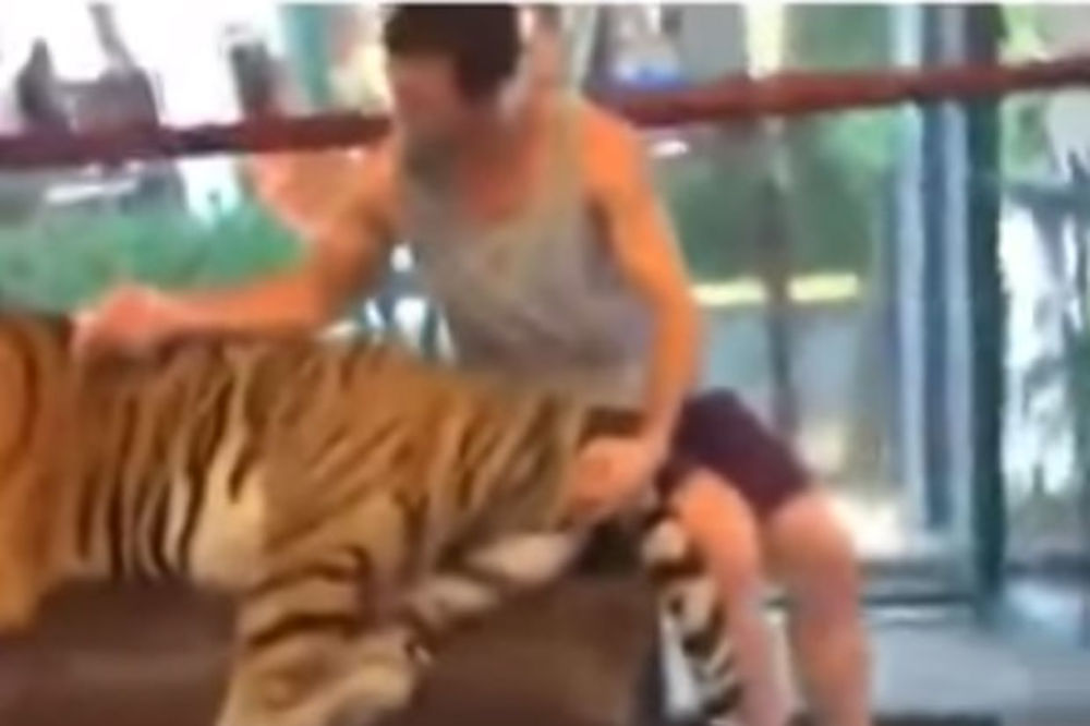 (VIDEO) IMA PETLJU: MMA borac uhvatio tigra za testise