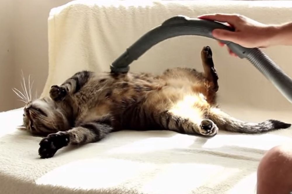 Ova mačka jednostavno obožava usisivač!