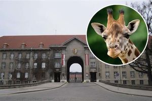 VOLJNO: Žirafe useljavaju u kasarnu i raspuštaju vojne orkestre!