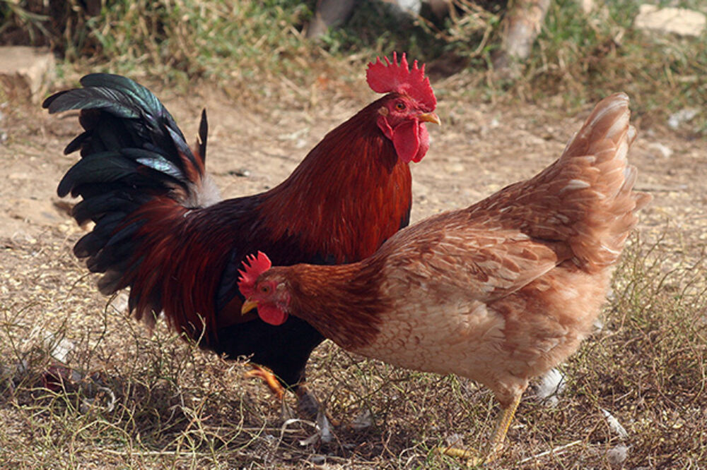 OVO JE ZLATNA KOKA: Bugarska kokoška snela jaje od 190 grama!