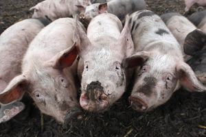 SLAMKA SPASA: Umesto Rusa, Kinezi će uvoziti austrijske svinje!