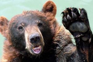 NAPALA GA ZVER DOK JE ŠETAO: Medved umalo raskomadao čoveka u Gorskom kotaru!