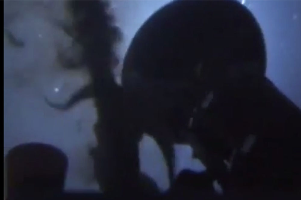 VIDEO Ogromno pomahnitalo čudovište napalo podmornicu kod severnog pola