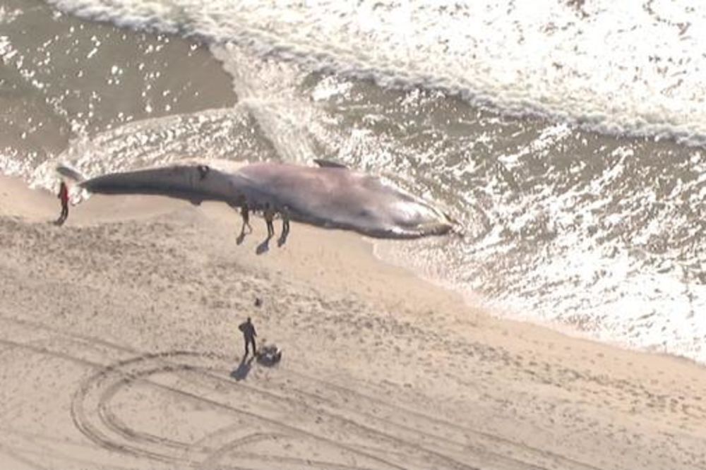 STRADAO OD NAPADA AJKULA? 20 metara veliki kit nasukan na obali Long Ajlenda!