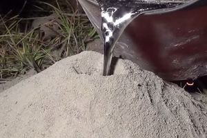 FASCINANTNO: Pogledajte šta se desi kada se u mravinjak izlije topljeni aluminijum