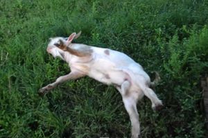 MUKE ŽIVE: Pogledajte kozu Bu koja se onesvesti čim dotakne travu!