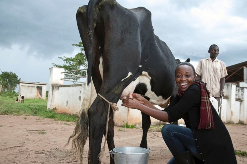 (FOTO) MOŽE NA FARMU: Mis Ugande mora da zna da muze krave!