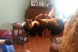 (VIDEO) UTERAO MU STRAH U KOSTI: Pas umre na mestu čim ga uzme mladić kojeg se boji!