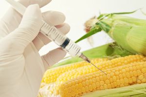OPASNO: Jedemo GMO, a ne znamo!