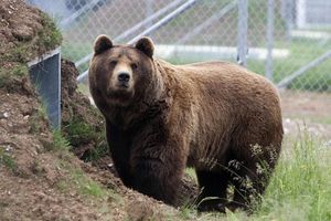 PANIKA KOD NOVOG GROBLJA: Medved došao do kapije, građani zvali Centar za obaveštavanje!