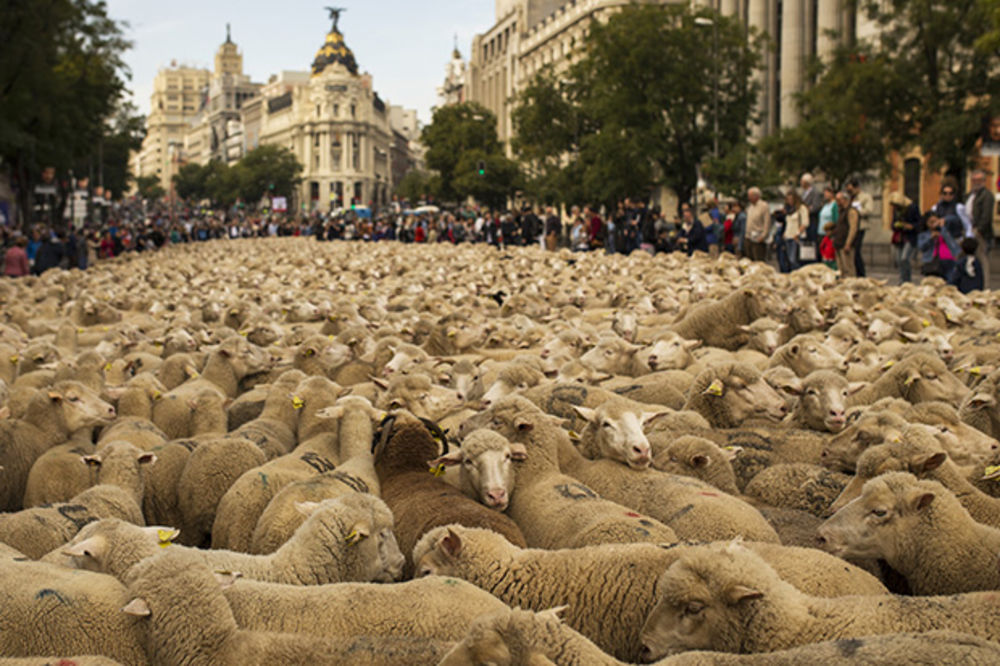 (FOTO) PROTEST U ŠPANIJI: 2.000 ovaca u centru Madrida!