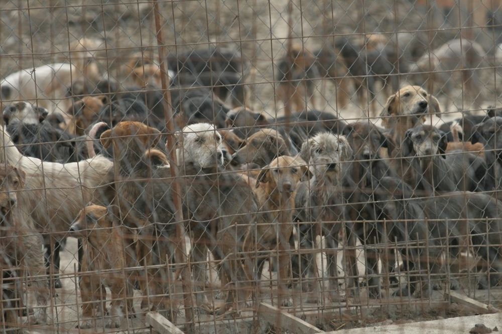 NEĆE VIŠE UJEDATI PROLAZNIKE: Aranđelovac dobija azil za pse