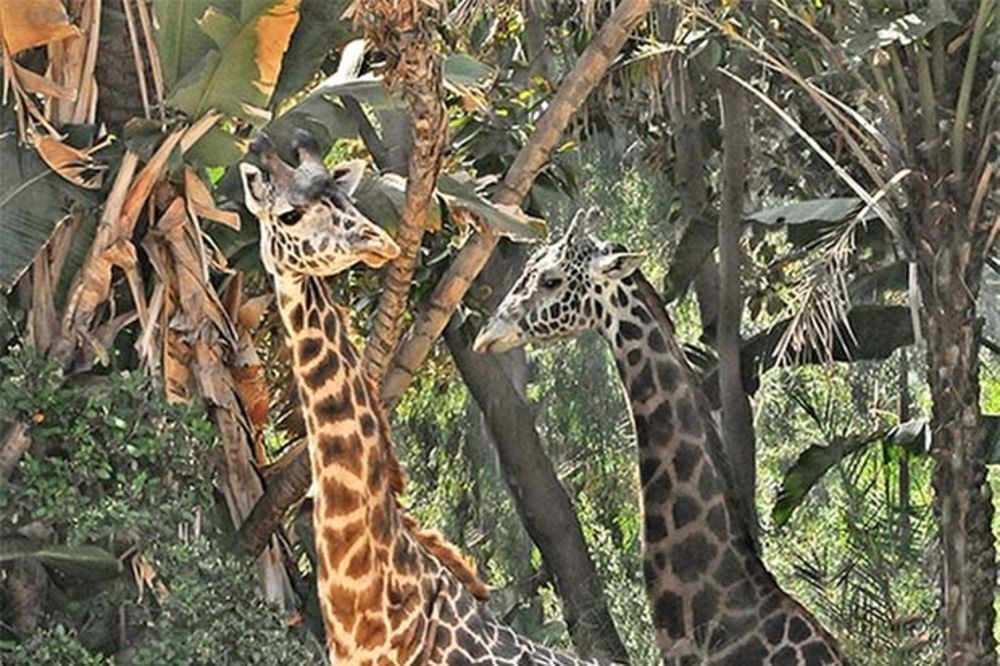 NOVI STANARI: Dve žirafe stigle u zoo-vrt na Paliću