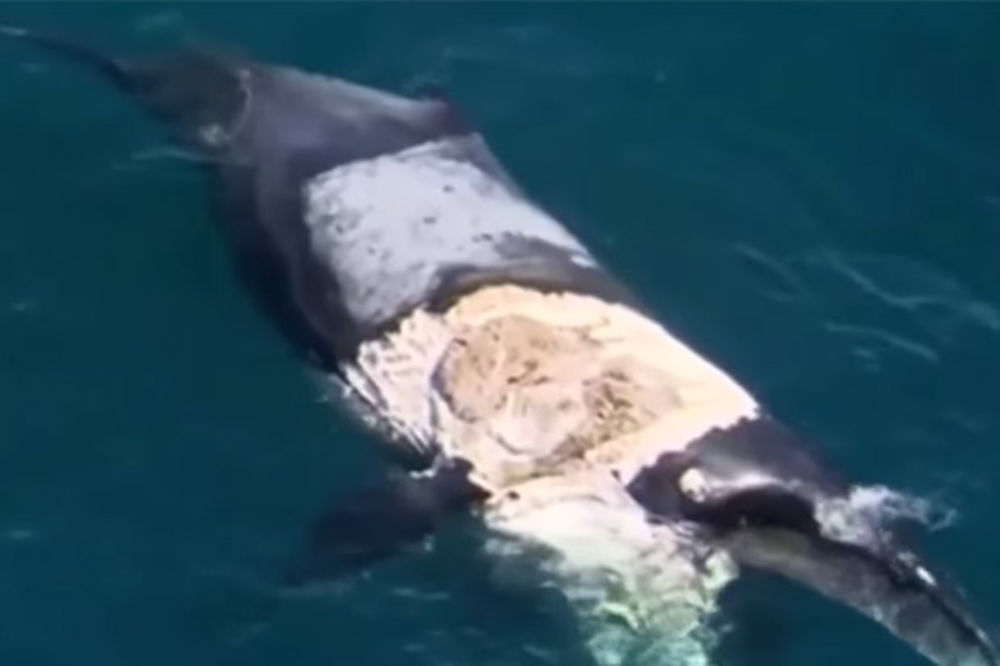 UDAR ADRENALINA: Surfovao na lešu kita kroz jato ajkula
