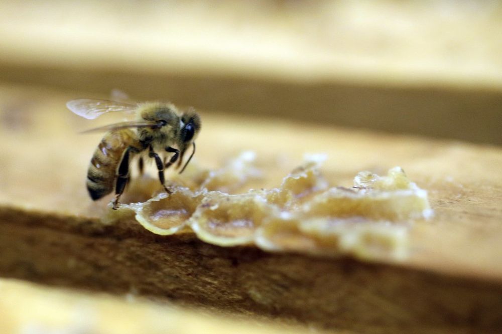 NEVEROVATAN SNIMAK SNAŽNOG INSEKTA: Superpčela izvukla ekser iz zida
