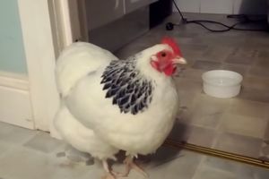 (VIDEO) NAZDRAVLJE: Da li ste znali da i kokoške kijaju?