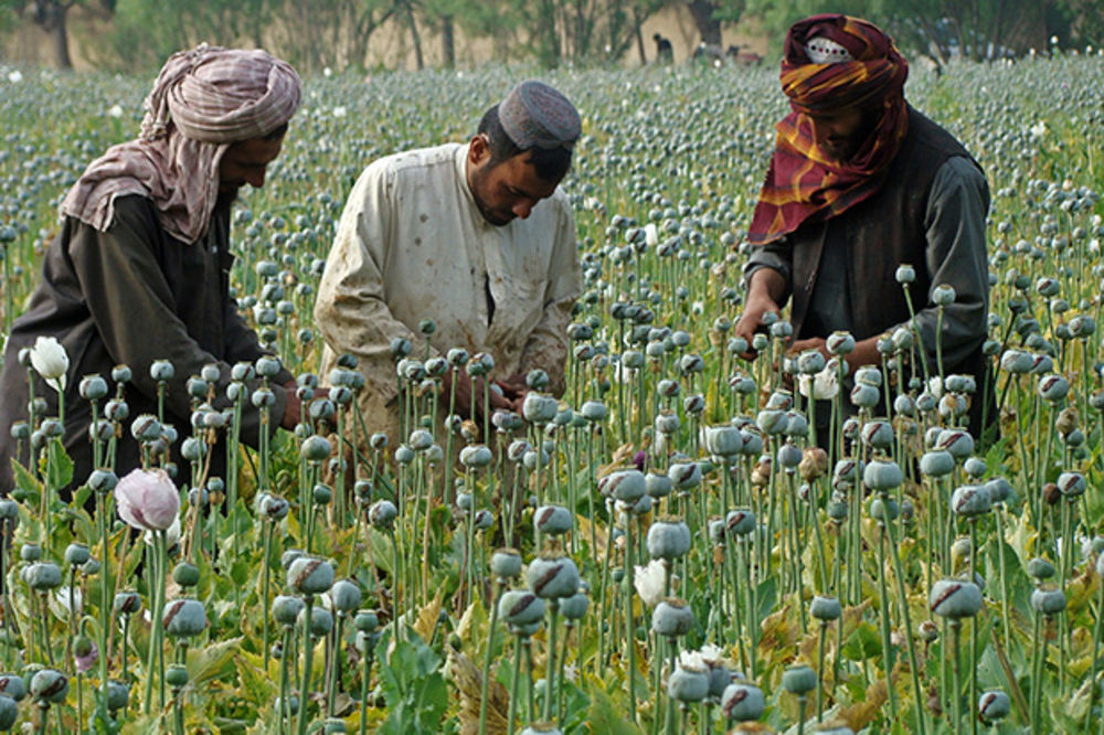 Proizvodnja droge u Avganistanu od 2001. povećana 50 puta
