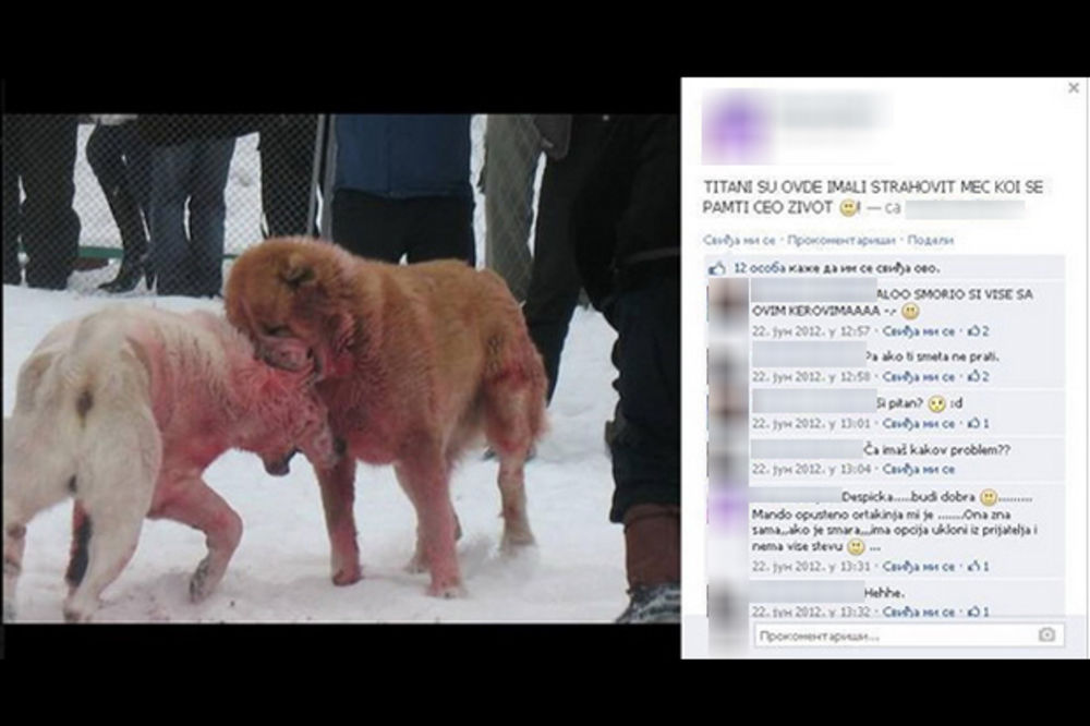 (UZNEMIRUJUĆA FOTOGRAFIJA) SKANDALOZNO: Postavlja fotografije krvavih borbi pasa na Fejsbuk!