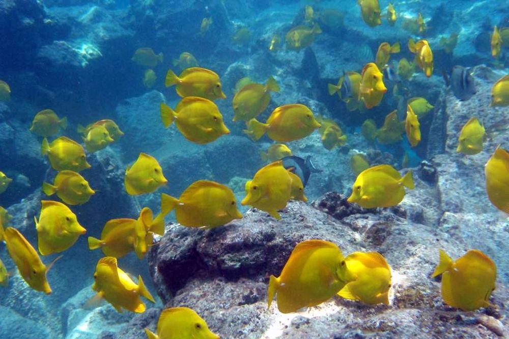 PRVIH 15 GODINA: Akvarijum sa vodenim životinjama sveta poseti na hiljade ljudi