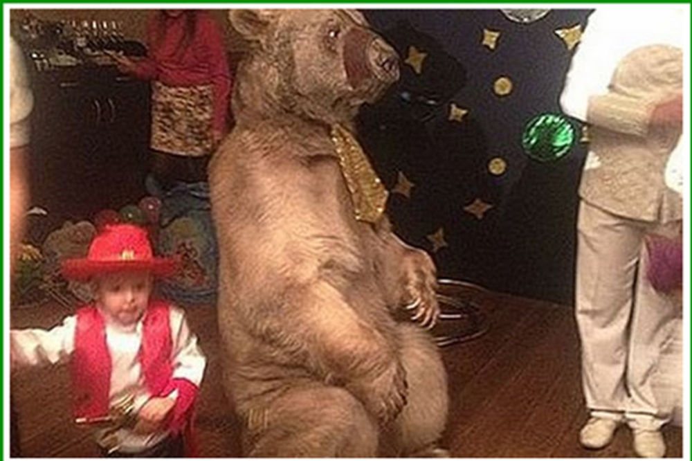 (FOTO) NEKA IGRA MEČKA: Ruski fudbaler na proslavu drugog rođendana sina doveo pravog medveda