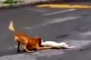 OVAJ VIDEO JE GANUO CEO SVET: Pas uzalud pokušava da spase svog prijatelja, iako je već kasno