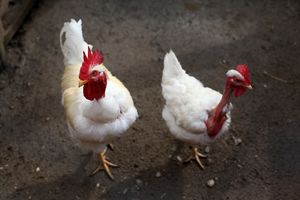 Ornitolog: Srbiji ne preti ptičji grip