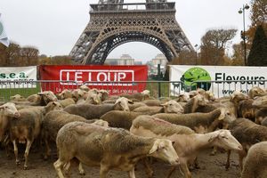 BUNT FRANCUSKIH SELJAKA: Doveli ovce pred Ajfelof toranj da protestuju zbog vukova