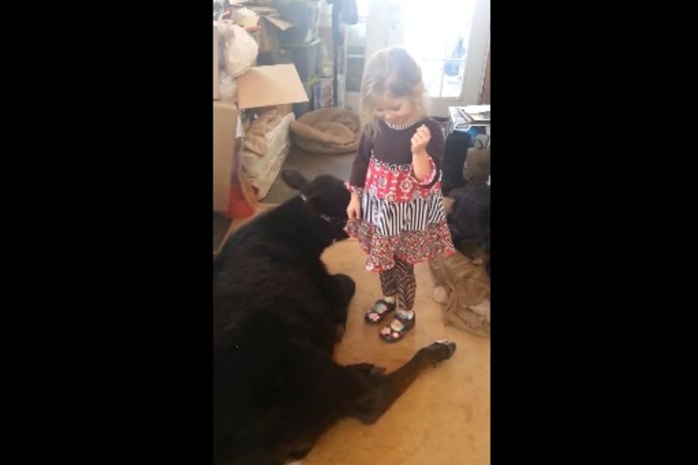 (VIDEO) Devojčica (5) kravu uvela u kuću, evo šta je rekla šokiranoj mami...