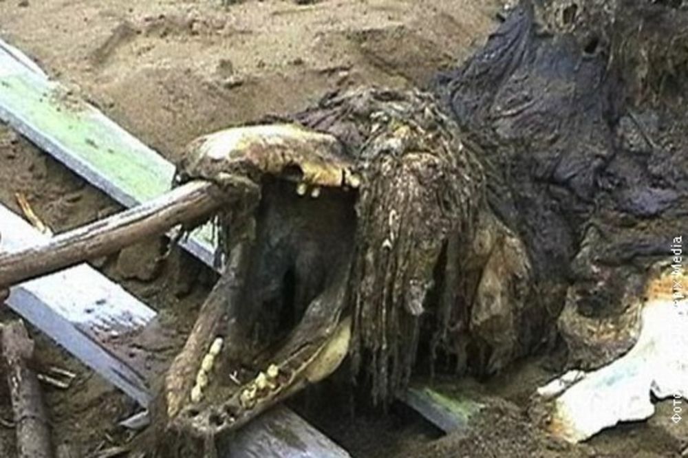(FOTO) MISTERIOZNI MUTANT: Ruski specijalci pronašli ostatke čudovišta?!