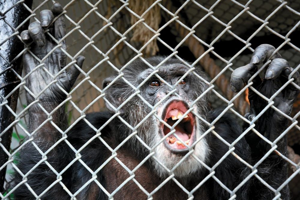 SAD: Šimpanze izgubile na sudu, neće dobiti prava koja imaju ljudi