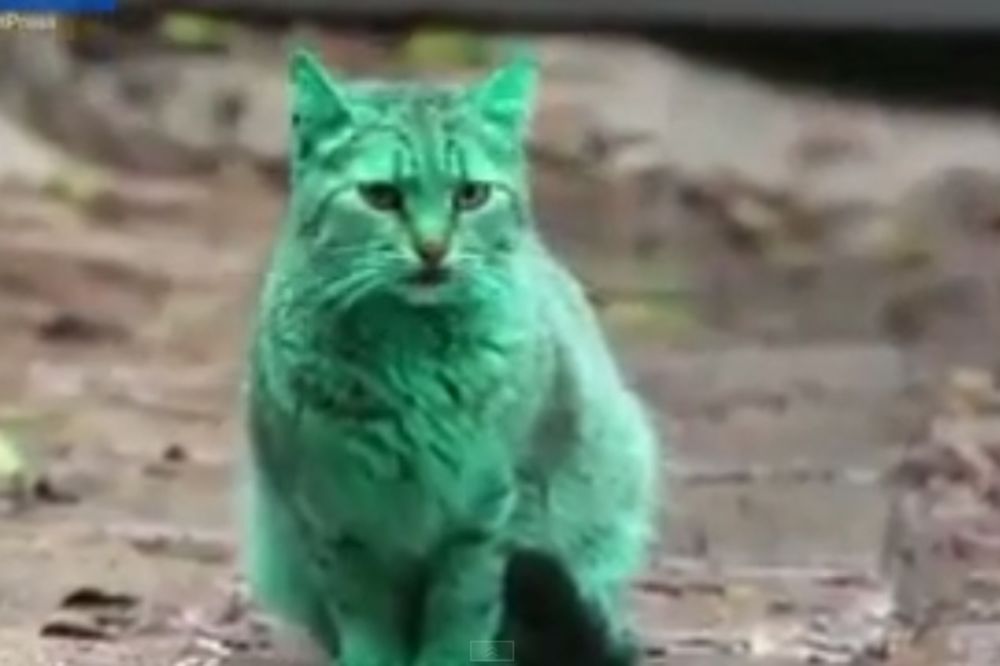 (VIDEO) Zelena mačka potpuno zbunila Bugare!