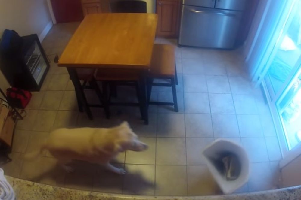 (VIDEO) Pogledajte kako je gazda otkrio ko mu krade hranu iz frižidera