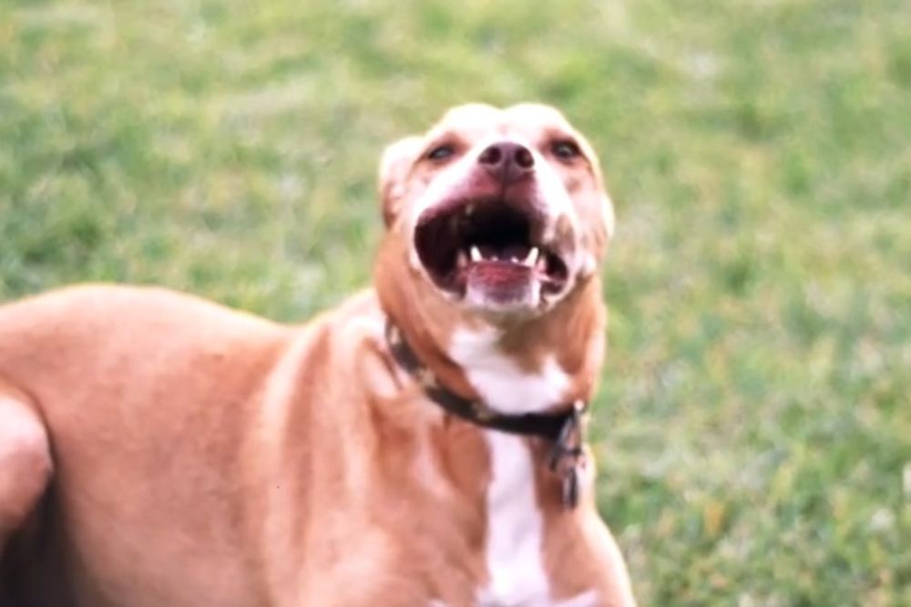 (VIDEO) OVO ĆE VAS ODUŠEVITI: Pogledajte kako psi reaguju kada im duvate u njušku